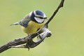 Mésange bleue oiseau;passereau;mesange-bleue;parus-caeruleus;lot-46;france; 