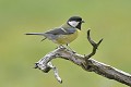 Mésange charbonnière sur une branche morte oiseau;passereau;mesange-charbonniere;parus-major;lot-46;france; 