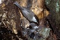 Mésange nonnette nourrissant ses jeunes au nid oiseau;passereau;mesange-nonnette;parus-palustris;nid;jeunes;nourrissage;yvelines-78;france; 