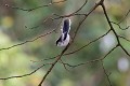 Mésange à longue queue oiseau;passereau;mesange-a-longue-queue;aegithalos-caudatus;branches;lot-46;france; 