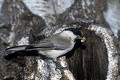 Mésange boréale nourrissant ses jeunes au nid oiseau;passereau;mesange-boreale;parus-montanus;cavite;nid;nourrissage;yvelines-78;france; 