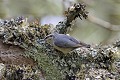 Sittelle corse oiseau;passereau;sittelle-corse;sitta-whiteheadi;corse;france; 