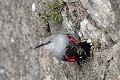 Tichodrome échelette sur un édifice urbain oiseau;passereau;tichodrome-echelette;tichodroma-muraria;mur;lot-46;france; 