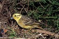 Bruant jaune à son nid oiseau;passereau;bruant-jaune;emberiza-citrinella;nid;nourrissage;yvelines-78;france; 