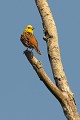 Bruant jaune mâle sur un arbre mort oiseau;passereau;bruant-jaune;emberiza-citrinella;arbre-mort;yvelines-78;france 