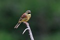 Bruant zizi mâle oiseau;passereau;bruant-zizi;emberiza-cirlus;male;lot-46;france; 