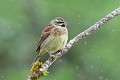 Bruant zizi mâle oiseau;passereau;bruant-zizi;emberiza-cirlus;male;lot-46;france; 