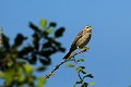 Bruant proyer oiseau;passereau;bruant-proyer;millaria-calandra;lot-46;france; 