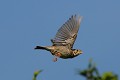 Bruant proyer en vol oiseau;passereau;bruant-proyer;millaria-calandra;lot-46;france; 