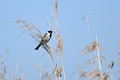 Bruant des roseaux mâle oiseau;passereau;bruant-des-roseaux;emberiza-schoeniclus;roseaux;male;indre-36;brenne;france; 