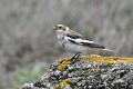 Bruant des neiges oiseau;passereau;bruant-des-neiges;plectrophenax-nivalis;rocher;ile-d-yeu;vendee-85;france; 