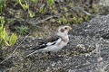 Bruant des neiges oiseau;passereau;bruant-des-neiges;plectrophenax-nivalis;rocher;ile-d-yeu;vendee-85;france; 