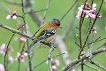 Pinson des arbres mâle oiseau;passereau;pinson-des-arbres;fringilla-coelebs;male;lot-46;france; 