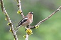 Pinson des arbres mâle oiseau;passereau;pinson-des-arbres;fringilla-coelebs;male;lot-46;france; 