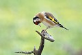 Chardonneret élégant oiseau;passereau;chardonneret-elegant;carduelis-carduelis;lot-46;france; 