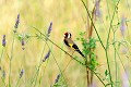 Chardonneret élégant dans les herbes basses oiseau;passereau;chardonneret-elegant;carduelis-carduelis;herbes;lot-46;france; 