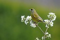 Verdier d'Europe sur une branche fleurie oiseau;passereau;verdier-d-europe;fleurs;carduelis-chloris;printemps;lot-46;france; 