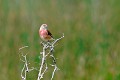 Linotte mélodieuse mâle oiseau;passereau;linotte-mélodieuse;carduelis-cannabina;male;yvelines-78;france; 