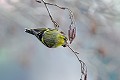 Tarin des aulnes oiseau;passereau;tarin-des-aulnes;carduelis-spinus;lot-46;france; 