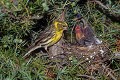 Serin cini mâle nourrissant ses jeunes oiseau;passereau;serin-cini;serinus-serinus;nid;nourrissage;jeunes;yvelines-78;france; 