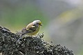 Venturon montagnard oiseau;passereau;venturon-montagnard;serinus-citrinella; 