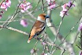 Grosbec casse-noyaux mâle dans un pêcher en fleurs oiseau;passereau;grosbec-casse-noyaux;coccothraustes-coccothraustes;fleurs;printemps;male;lot-46;france; 