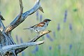 Moineau domestique mâle oiseau;passereau;moineau-domestique;passer-domesticus;male;lot-46;france; 