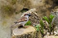 Moineau domestique mâle oiseau;passereau;moineau-domestique;passer-domesticus;male;indre-36;france; 