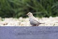 Moineau domestique leucique au sol oiseau;passereau;moineau-domestique-leucique;passer-domesticus;indre-36;france; 