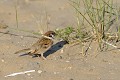 Moineau friquet au sol oiseau;passereau;moineau-friquet;passer-montanus;sol;sable;herault-34;france; 