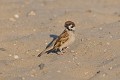 Moineau friquet sur le sable oiseau;passereau;moineau-friquet;passer-montanus;sable;herault-34;france; 