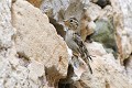 Moineau soulcie sur une paroi rocheuse oiseau;passereau;moineau-soulcie;petronia-petronia;paroi-rocheuse;herault-34;france; 