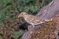 Moineau soulcie avec des insectes pour ses jeunes oiseau;passereau;moineau-soulcie;petronia-petronia;insectes;nourrissage;alpes-de-haute-provence-04;france; 