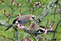 Geais des chênes en couple oiseau;passereau;geai-des-chenes;garrulus-glandarius;couple;printemps;lot-46;france; 