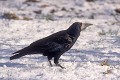 Corbeau freux dans la neige oiseau;passereau;corbeau-freux;corvus-frugilegus;neige;yvelines-78;france; 