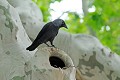 Choucas des tours sur un platane oiseau;passereau;choucas-des-tours;corvus-monedula;platane;herault-34;france; 