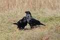 Grands corbeaux en couple an sol oiseau;passereau;grand-corbeau;corvus-corax;couple;sol;lot-46;france; 