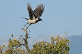 Corneille mantelée à l'envol oiseau;passereau;corneille-mantelee;corvus-corone-cornix;envol;corse;france; 