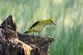 Loriot d'Europe femelle au sol sur une souche en recherche de matériaux pour son nid oiseau;passereau;loriot-d-europe;oriolus-oriolus;femelle;souche;sol;lot-46;france; 