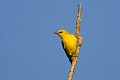 Loriot d'Europe mâle oiseau;passereau;loriot-d-europe;oriolus-oriolus;male;branche-morte;yvelines-78;france; 