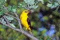 Loriot d'Europe mâle oiseau;passereau;loriot-d-europe;oriolus-oriolus;male;chene;yvelines-78;france; 