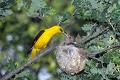 Loriot d'Europe mâle nourrissant ses jeunes au nid oiseau;passereau;loriot-d-europe;oriolus-oriolus;male;nourrissage;jeunes;nid;yvelines78;france; 