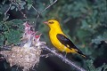 Loriot d'Europe mâle au nid oiseau;passereau;loriot-d-europe;oriolus-oriolus;male;nourrissage;jeunes;nid;yvelines-78;france; 