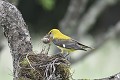 Loriot d'Europe femelle s'emparant d'un oeuf dans un nid de merle oiseau;passereau;loriot-d-europe;oriolus-oriolus;femelle;vol-d-un-oeuf-de-merle;lot-46;france; 