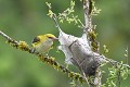 Loriot d'Europe femelle attaquant un nid de chenilles oiseau;passereau;loriot-d-europe;oriolus-oriolus;femelle;nid-de-chenilles;lot-46;france; 