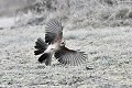 Geai des chênes à l'atterrissage sur un sol givré oiseau;passereau;geai-des-chenes;garrulus-glandarius;vol;atterrissage;sol-givre;lot-46;france; 