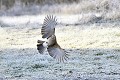 Geai des chênes atterrissant sur un sol givré oiseau;passereau;geai-des-chenes;garrulus-glandarius;vol;atterrissage;sol-givre;lot-46;france; 