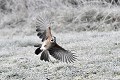 Geai des chênes atterrissant sur un sol givré oiseau;passereau;garrulus-glandarius;geai-des-chenes;atterrissage;sol-givre;lot-46;france; 