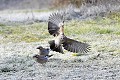 Geai des chênes atterrissant sur un sol givré oiseau;passereau;geai-des-chênes;garrulus-glandarius;atterrissage;sol-givre;lot-46;france; 