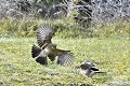 Geai des chênes à l'atterrissage oiseau;passereau;geai-des-chenes;garrulus-glandarius;atterrissage;lot-46;france; 